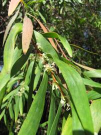 Fotografia da espécie Hakea salicifolia