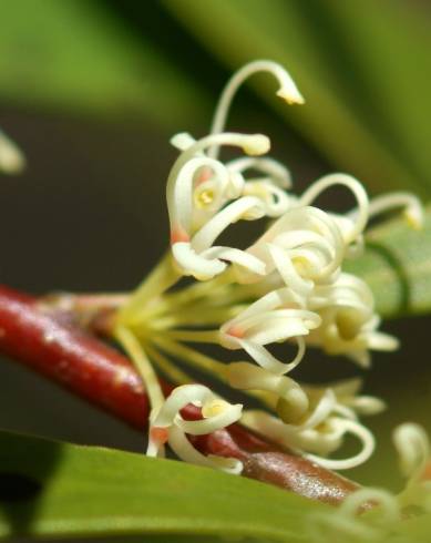 Fotografia de capa Hakea salicifolia - do Jardim Botânico