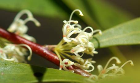 Fotografia da espécie Hakea salicifolia