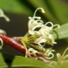 Fotografia 1 da espécie Hakea salicifolia do Jardim Botânico UTAD