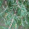 Fotografia 6 da espécie Hakea salicifolia do Jardim Botânico UTAD