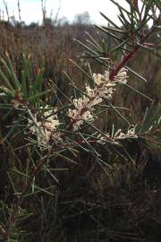 Fotografia da espécie Hakea sericea