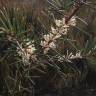 Fotografia 4 da espécie Hakea sericea do Jardim Botânico UTAD