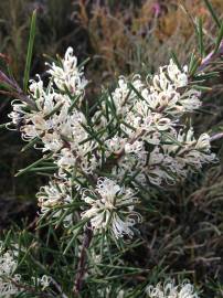 Fotografia da espécie Hakea sericea