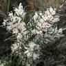 Fotografia 5 da espécie Hakea sericea do Jardim Botânico UTAD