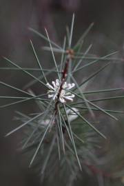 Fotografia da espécie Hakea sericea