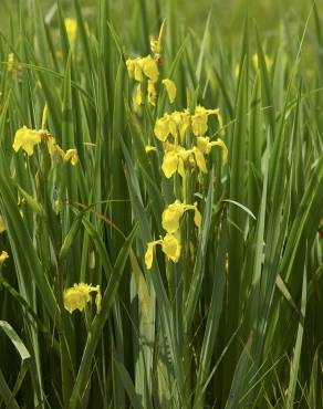 Fotografia 4 da espécie Iris pseudacorus no Jardim Botânico UTAD