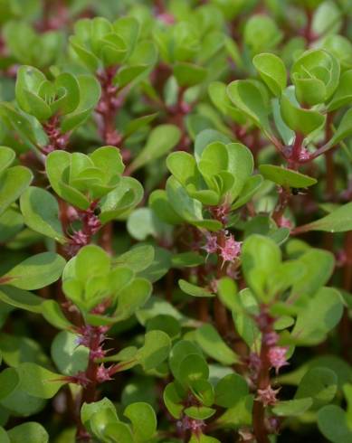 Fotografia de capa Lythrum portula - do Jardim Botânico