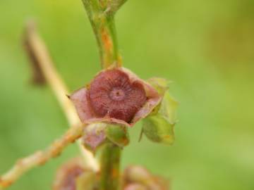 Fotografia da espécie Malva parviflora