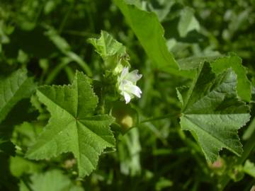 Fotografia da espécie Malva parviflora