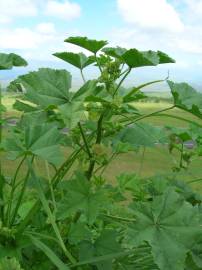 Fotografia da espécie Malva parviflora