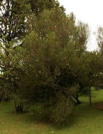 Fotografia da espécie Melaleuca armillaris