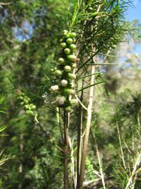 Fotografia da espécie Melaleuca armillaris