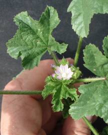 Fotografia da espécie Malva parviflora