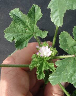 Fotografia 4 da espécie Malva parviflora no Jardim Botânico UTAD