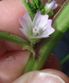 Fotografia da espécie Malva parviflora