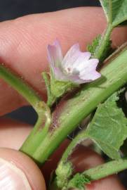 Fotografia da espécie Malva parviflora