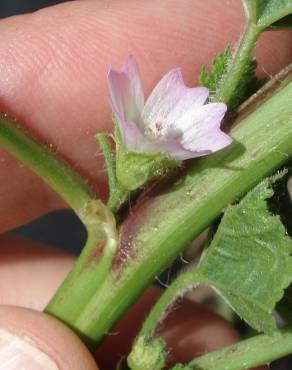 Fotografia 6 da espécie Malva parviflora no Jardim Botânico UTAD