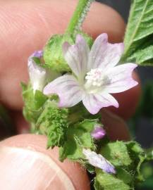 Fotografia da espécie Malva parviflora