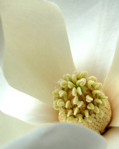 Fotografia de capa Magnolia grandiflora - do Jardim Botânico