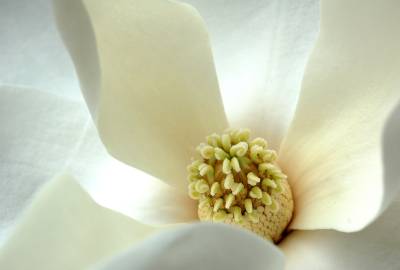 Fotografia da espécie Magnolia grandiflora