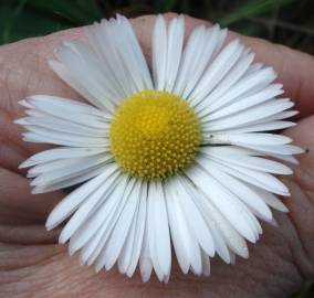 Fotografia da espécie Bellis sylvestris