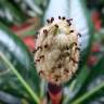 Fotografia 5 da espécie Magnolia grandiflora do Jardim Botânico UTAD