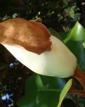 Fotografia 7 da espécie Magnolia grandiflora no Jardim Botânico UTAD