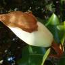Fotografia 7 da espécie Magnolia grandiflora do Jardim Botânico UTAD