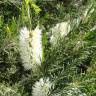 Fotografia 8 da espécie Melaleuca armillaris do Jardim Botânico UTAD