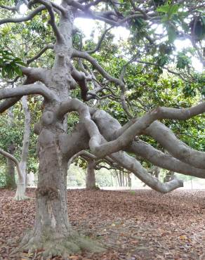 Fotografia 8 da espécie Magnolia grandiflora no Jardim Botânico UTAD