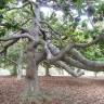 Fotografia 8 da espécie Magnolia grandiflora do Jardim Botânico UTAD