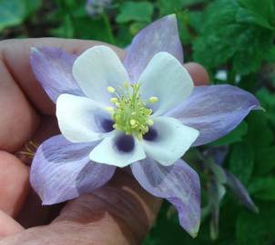 Fotografia da espécie Aquilegia vulgaris subesp. dichroa