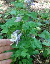 Fotografia da espécie Aquilegia vulgaris subesp. dichroa