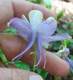 Fotografia da espécie Aquilegia vulgaris subesp. dichroa