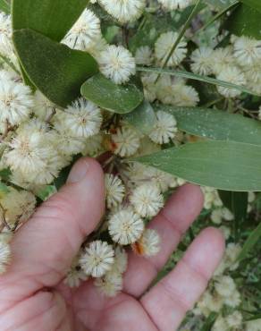 Fotografia 6 da espécie Acacia melanoxylon no Jardim Botânico UTAD