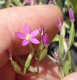 Fotografia da espécie Centaurium tenuiflorum