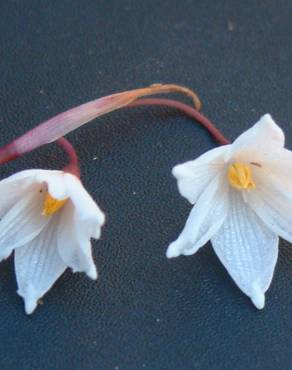 Fotografia 4 da espécie Acis autumnalis no Jardim Botânico UTAD