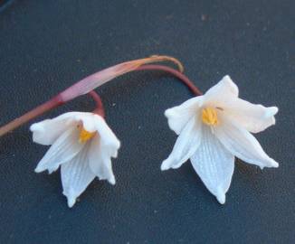 Fotografia da espécie Acis autumnalis