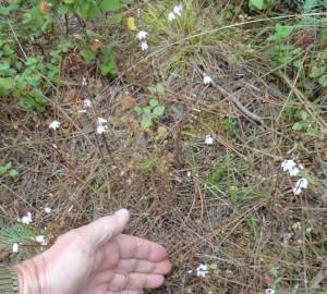 Fotografia da espécie Acis autumnalis