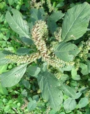 Fotografia 6 da espécie Amaranthus retroflexus no Jardim Botânico UTAD