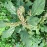 Fotografia 6 da espécie Amaranthus retroflexus do Jardim Botânico UTAD