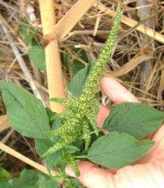 Fotografia da espécie Amaranthus retroflexus