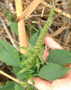 Fotografia 7 da espécie Amaranthus retroflexus no Jardim Botânico UTAD