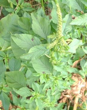 Fotografia 8 da espécie Amaranthus retroflexus no Jardim Botânico UTAD