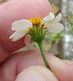 Fotografia da espécie Bidens pilosa