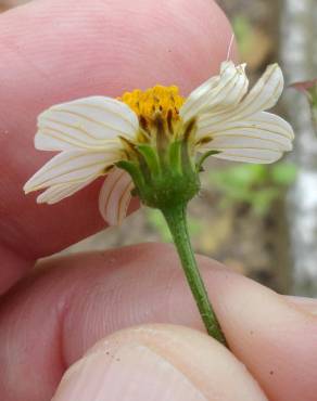 Fotografia 6 da espécie Bidens pilosa no Jardim Botânico UTAD