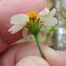 Fotografia 6 da espécie Bidens pilosa do Jardim Botânico UTAD