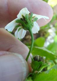 Fotografia da espécie Bidens pilosa