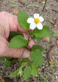 Fotografia da espécie Bidens pilosa